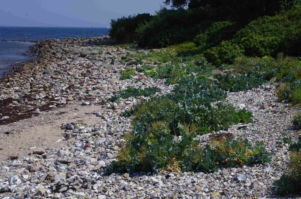 DoktorZorn's tweet photo. #Crambe_maritima, #Bülker_Leuchtturm. https://t.co/Fy3cpBWKA3