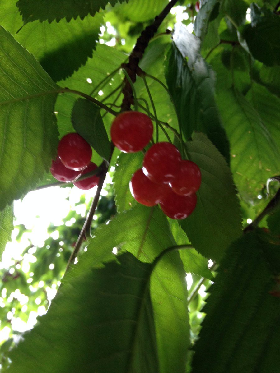 RedSmithDistill's tweet photo. Craddock Aviation garnished with @GranthamCanal sour #wildcherry picked and preserved last summer #ForagedCocktails https://t.co/qcMBG9YcFP