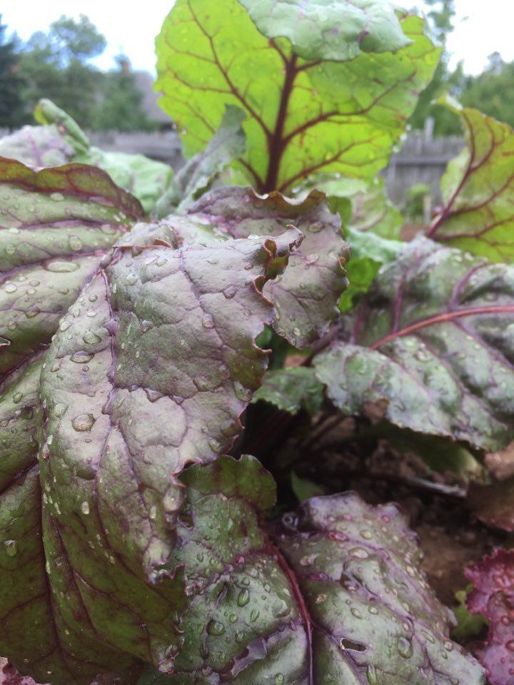 Roma_3_Rivers's tweet photo. Our gardens send out a thank you to the rain! #pei #rain @BoomerCBC https://t.co/dxYCa04xdh