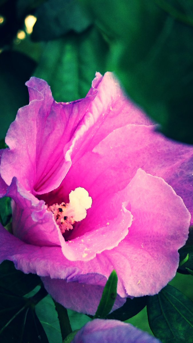 SabrinaNiederm2's tweet photo. #flower #nature #thinkpink #hawaiian #hibiskus #hibiscus #flowerpower #summertime #eibisch #tropical #blume #nice https://t.co/Tn00rdHuzU