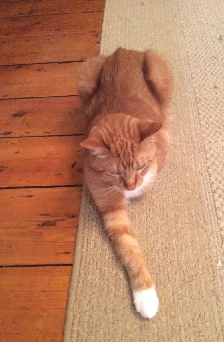 BusterCat2016's tweet photo. My brother Huck is one cool dude. He might be my running mate! https://t.co/FihFPwj8Q4