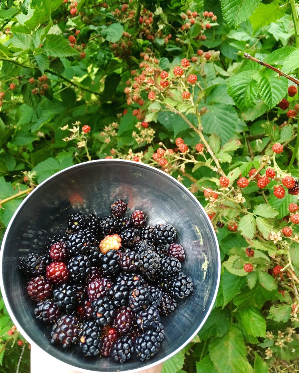 ElisaMeri's tweet photo. Making a homemade blackberry pie🍰 n marmalade for French toast in the morning! 😋 #chef #chickthatcooks #homecooked https://t.co/85DT89T6Lv
