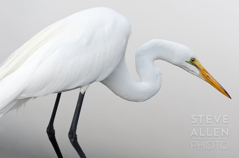 SteveAPhoto's tweet photo. White on White / Great Egret.
https://t.co/Qlr5qFyqbz …
#StAugustine #Florida #Photography #BringTheOutsideInside https://t.co/xVdkkEcYZc