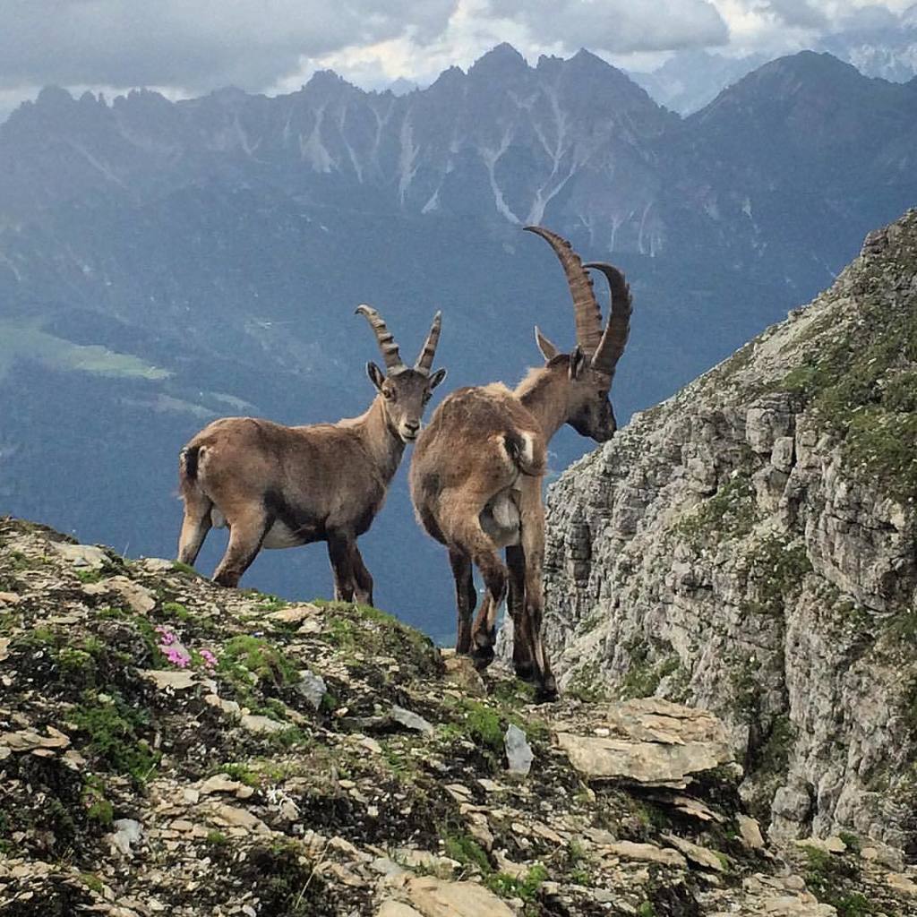 Steinbock - kråck (hier: Kirchdachspitze)