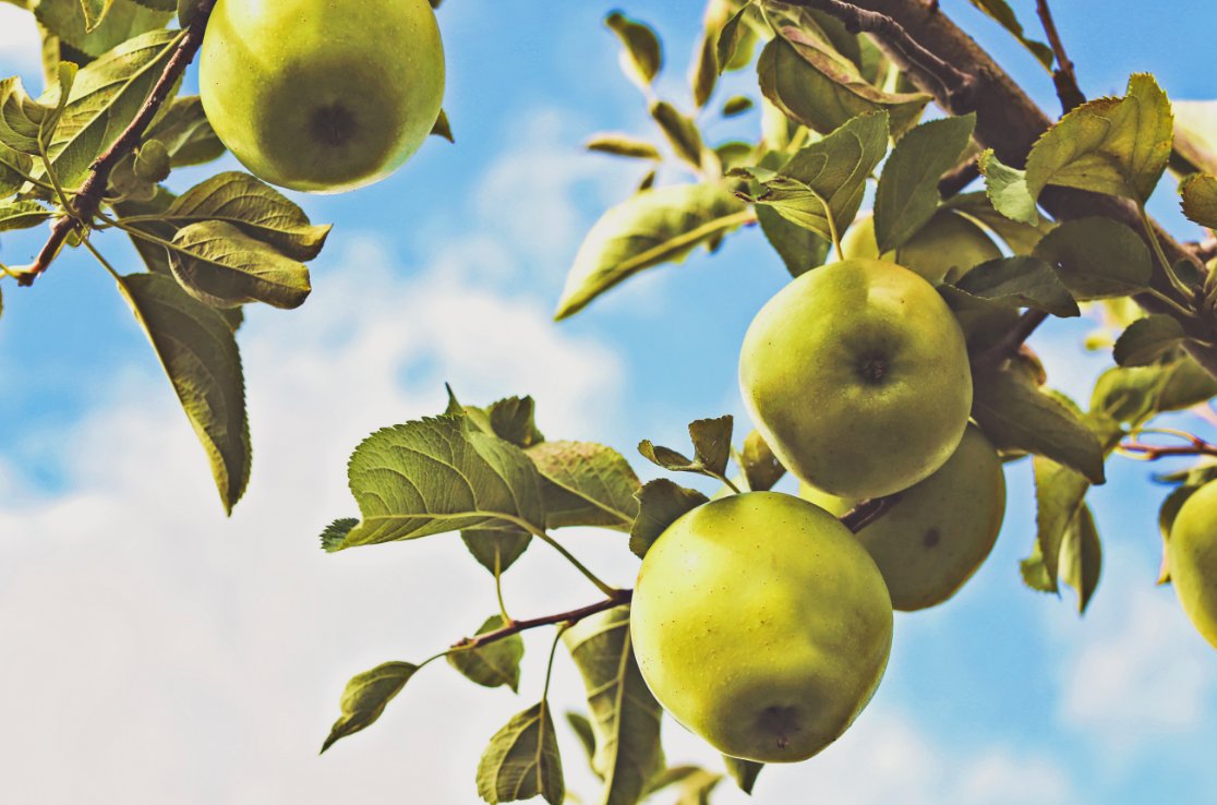 Hyken's tweet photo. Apples and Oranges: Why Your CX Program Needs to Be Different https://t.co/jMCVyNOB0Y via @MaritzCX https://t.co/JGd7ymIcuB