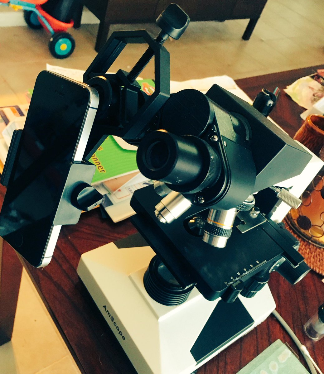 jasongolf's tweet image. What should we see for first light under the scope on #periscope? #euglena? #iphone led? #creepy crawlers? #spiders?