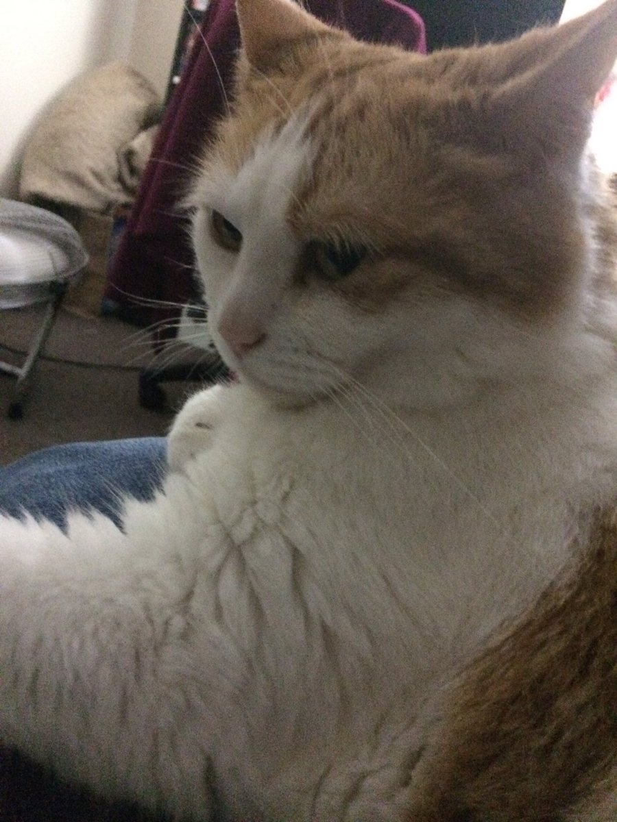 BellaGingerCat's tweet photo. Night all! Sleepy cat time ZZZzzzz https://t.co/nl6QEWXsMR