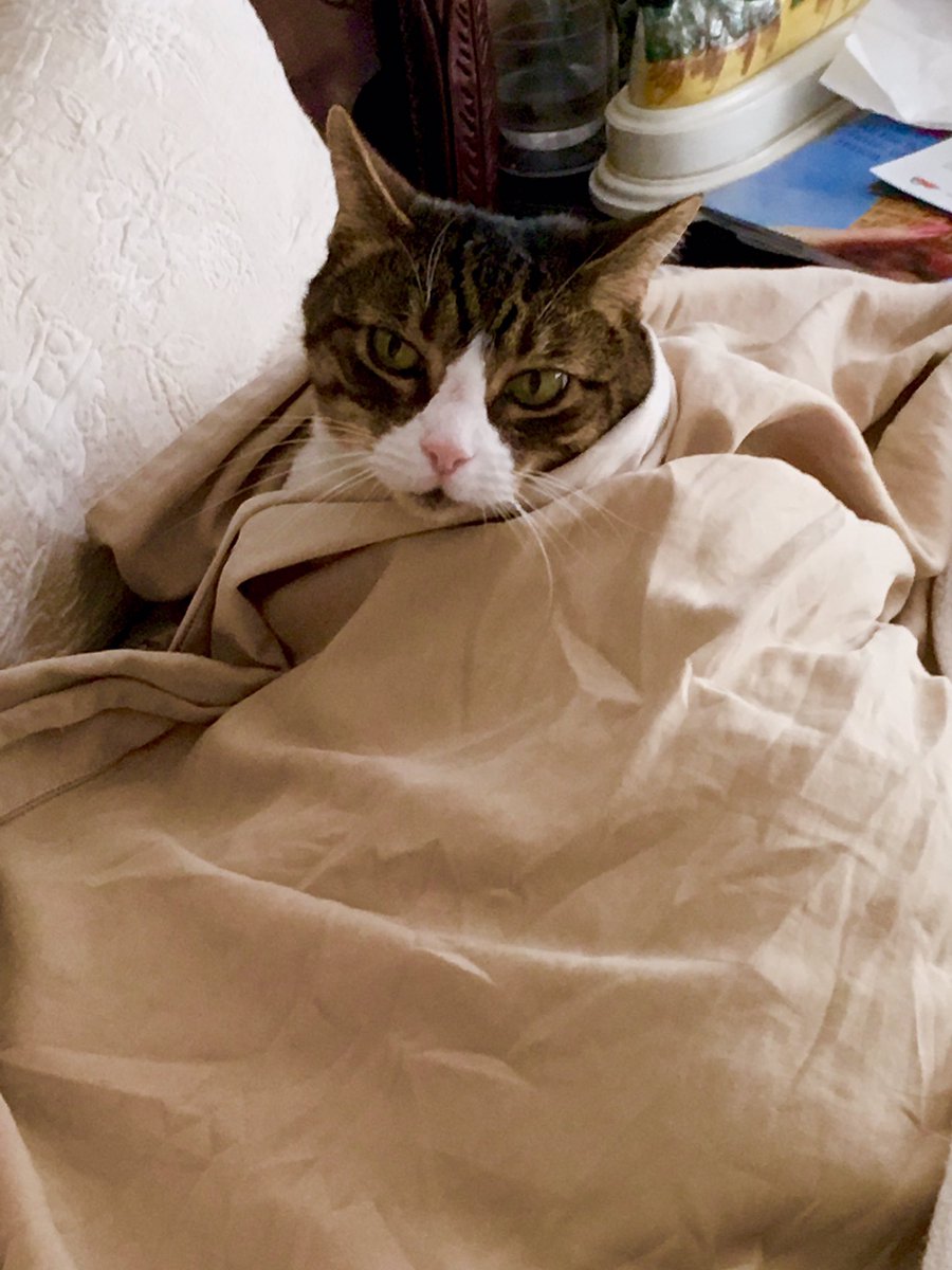 thatfatrayray's tweet photo. Tater cat https://t.co/N6h4kty7m7