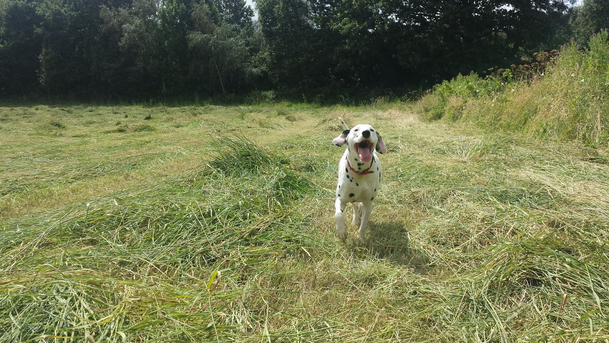 #hayfever #dalmatian #love