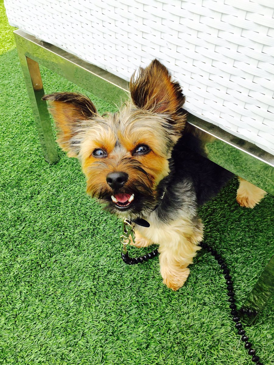 The_PettingZu's tweet photo. This #California Heat Got Me Like...👅🐶🔥 #Ceelo #Dog #Zulander #Thepettingzu #Hot #LA https://t.co/DajxmyyGR6