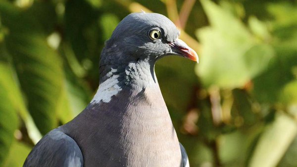 a_london_pigeon's tweet photo. MT Ian Kirk @ballywhooo Many faces of Woodpigeon: Surprise ..Contempt .. Curiosity .. & 'The Vultureβ #fromlastyear https://t.co/PfiLPmpjLV