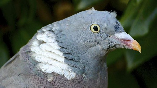a_london_pigeon's tweet photo. MT Ian Kirk @ballywhooo Many faces of Woodpigeon: Surprise ..Contempt .. Curiosity .. & 'The Vultureβ #fromlastyear https://t.co/PfiLPmpjLV