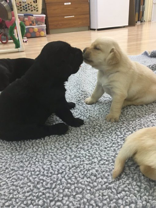 Puppy kisses https://t.co/nOFVvXMAYX