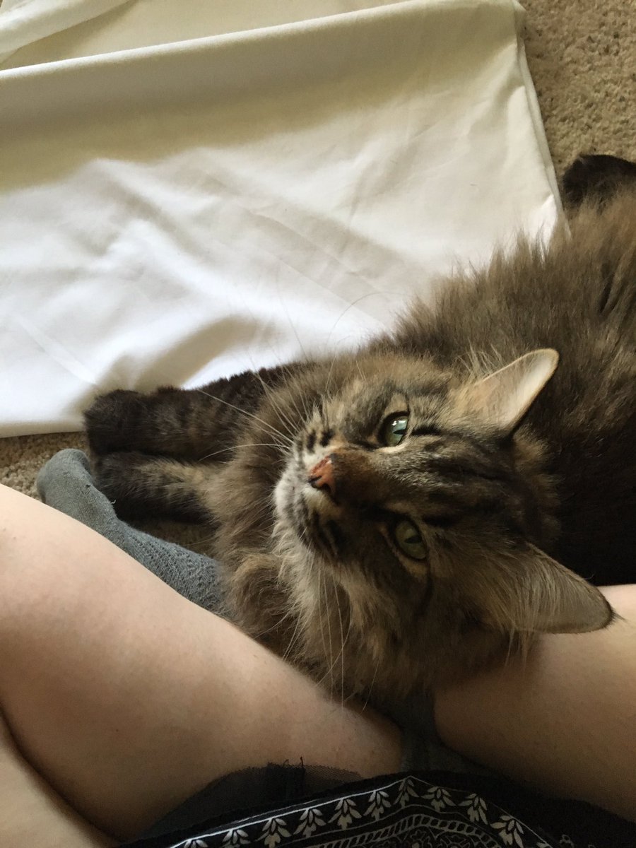 ConquerorAscot's tweet image. Hey, hi I know you want to work on stuff, but I&apos;m here now so you don&apos;t have to.