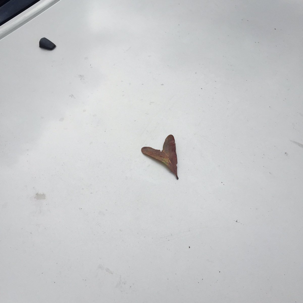 klynnette00's tweet photo. We found this on the hood of my car yesterday. We know it was Mawmaw telling us she loves us and that she's okay❤️❤️ https://t.co/9T6B8d0iiN
