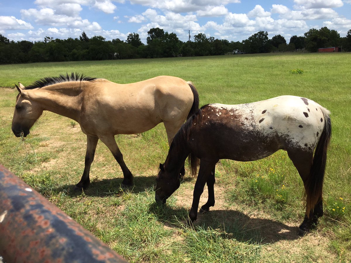 JustaLilJaded's tweet photo. Got a new buddy for my buckskin warmblood - he's a yearling registered Spanish Mustang.. https://t.co/OiLI3BERBT