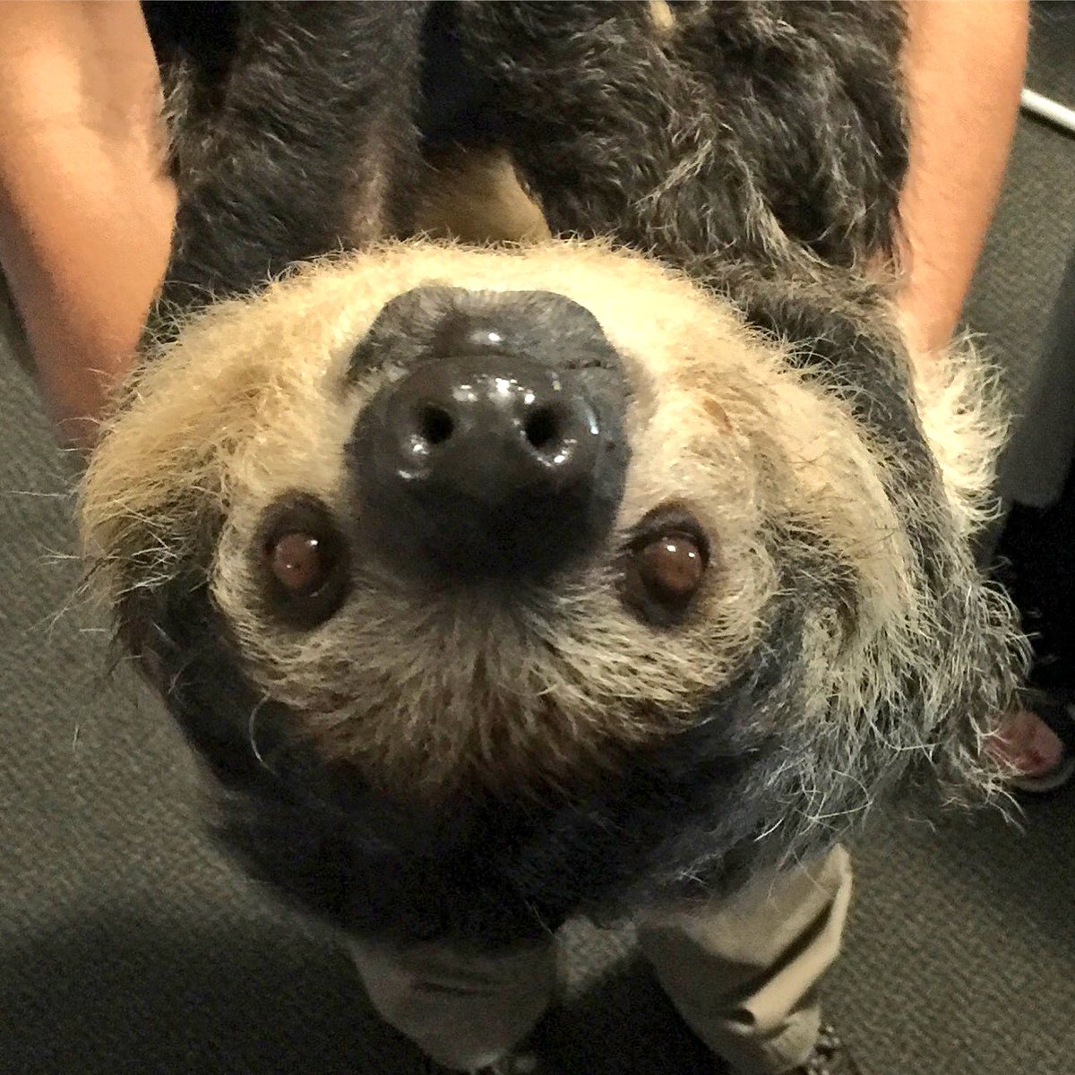 TuffyCat's tweet photo. My human met a sloth named Siesta this weekend. My hero! #CatBoxSunday #nappingking https://t.co/ogSRqTQZQ1