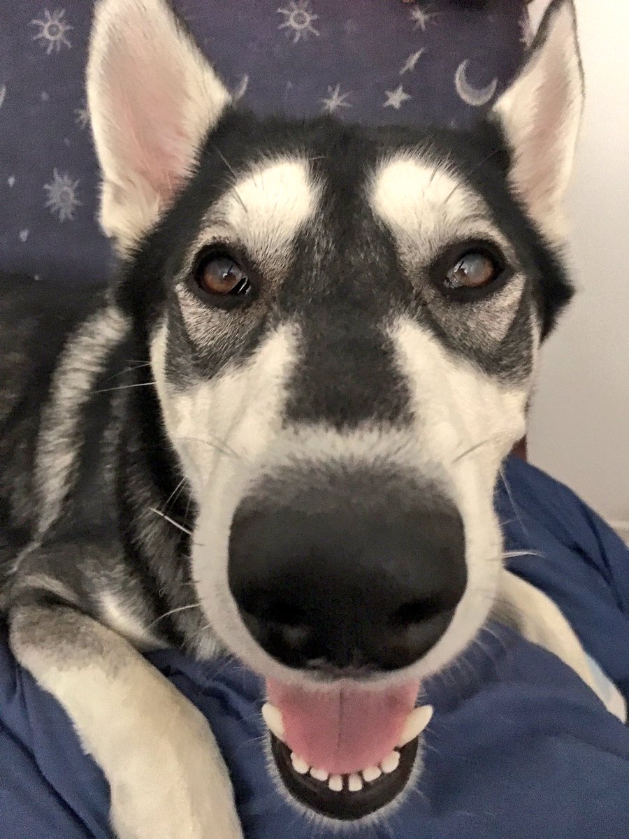 LEONthePUP's tweet photo. im redy fur mi cloose up 🐾🐾 https://t.co/5n34dQ5IUV