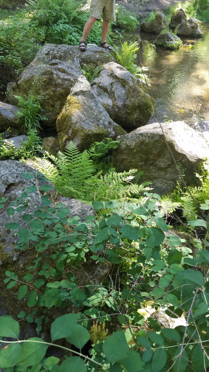 PilatesEngineer's tweet photo. Fern #NEUOREGONECO2016 #bingo https://t.co/y9lES5Kbtr