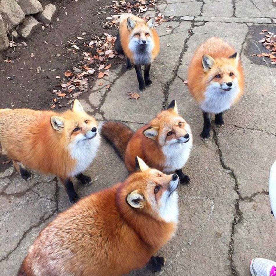 AHappierDay's tweet image. A skulk of foxes