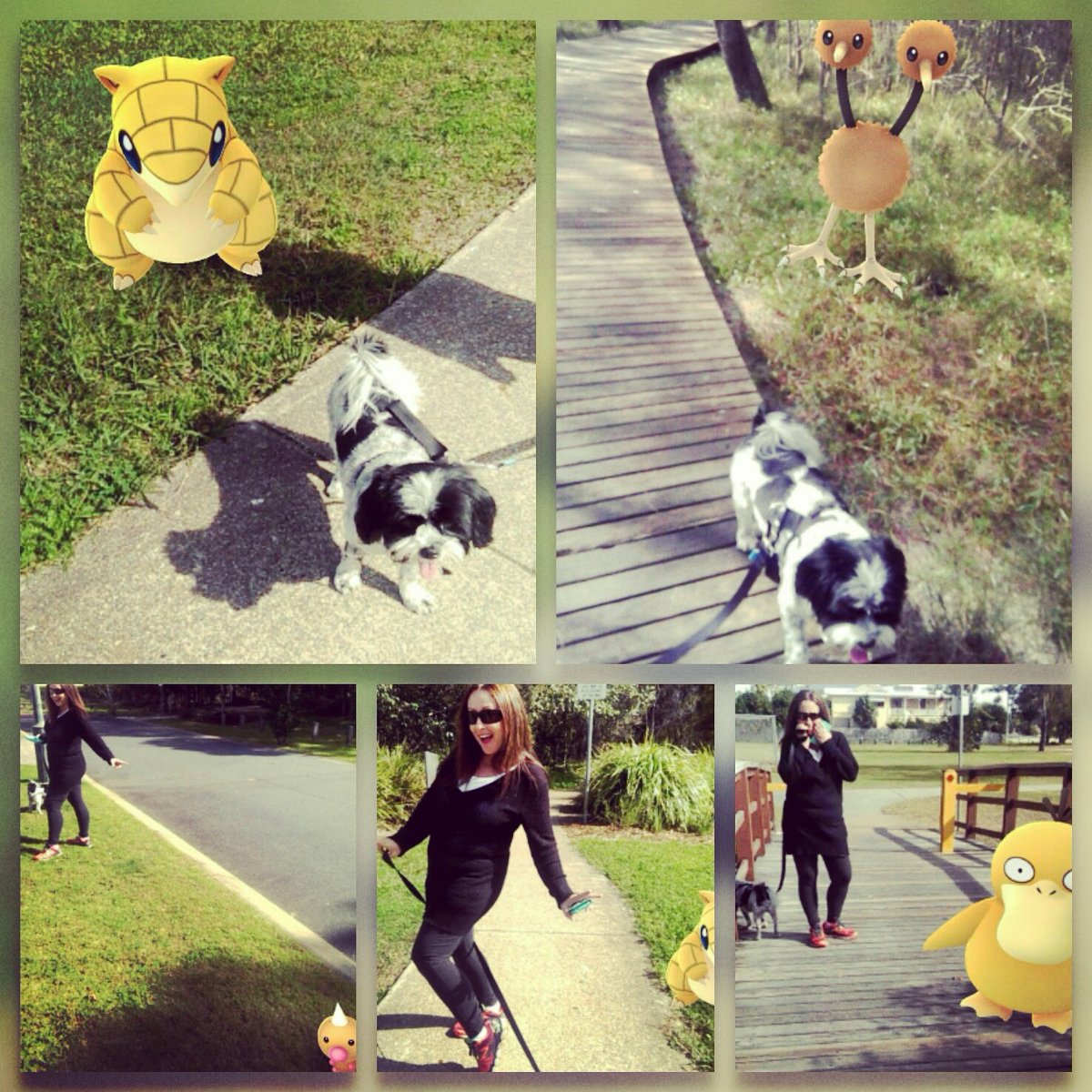 kashermay's tweet photo. Just another ordinary day 😂 #PokemonGO #gottacatchemall #dogsoftwitter #dogsofinstagram https://t.co/oTf4iXjCgO