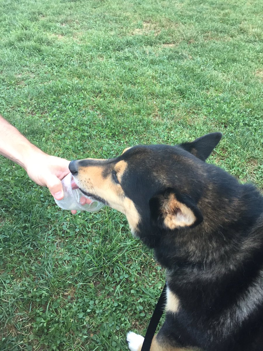 Sake_Koji's tweet photo. I got ice cream! @WFCreamery https://t.co/aW7c6ib28m