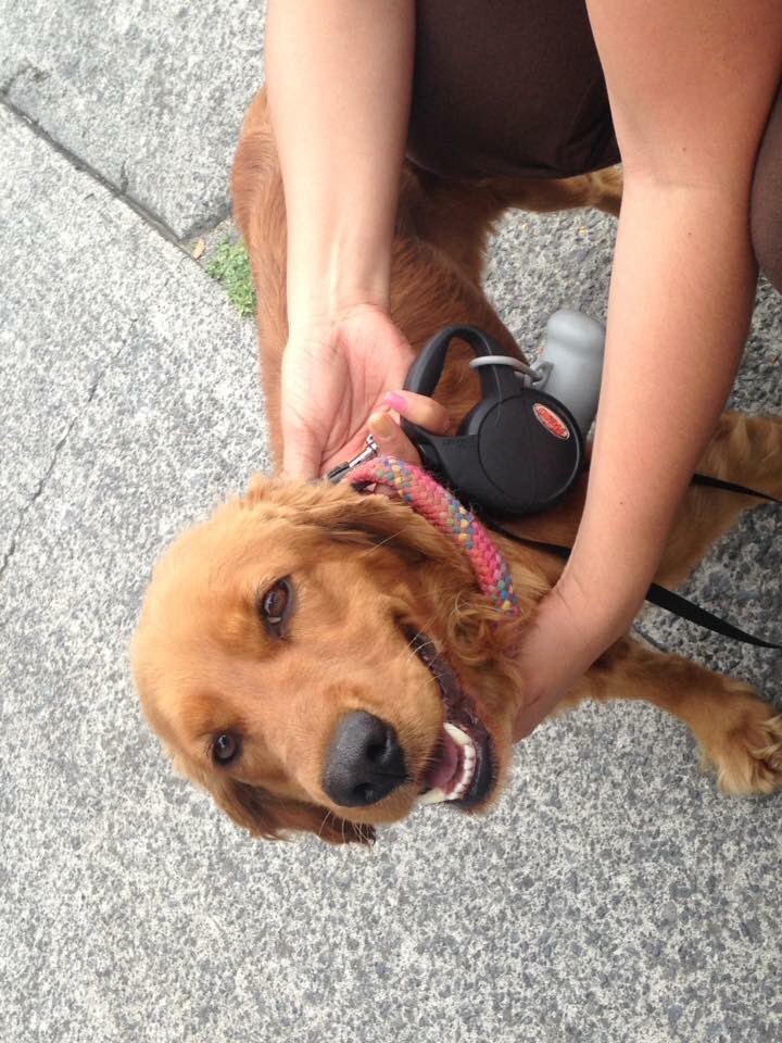 Encontrada en  Fuentes Satélite juristas  Sin placa, collar rosa Ayuda para encontrar a su dueño via @TanniaFermar