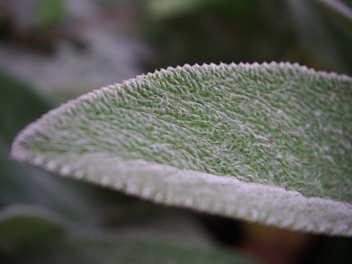 今日の植物図鑑