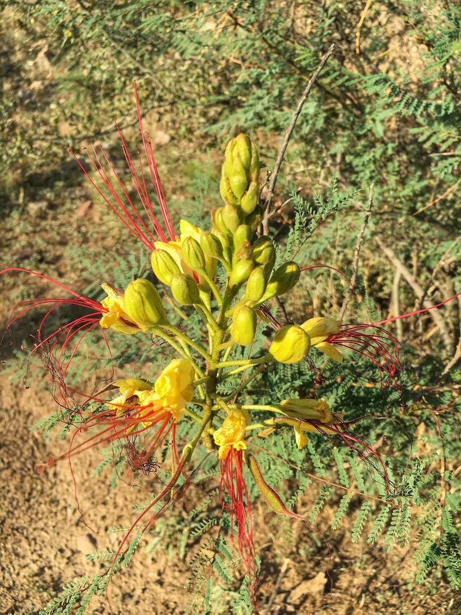 BoyceThompson's tweet photo. You might want to duck when you're near the ripe pods of Caesalpinia gilliessii. Pop! #legume #boycethompson #flying https://t.co/lNSbudXpCh