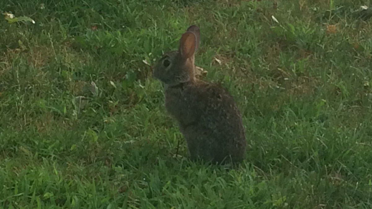 catie_woodward's tweet photo. trying to practice when a cute bunny is sitting right outside is really challenging!! #irishdanceproblems https://t.co/wYyMtNfJWc