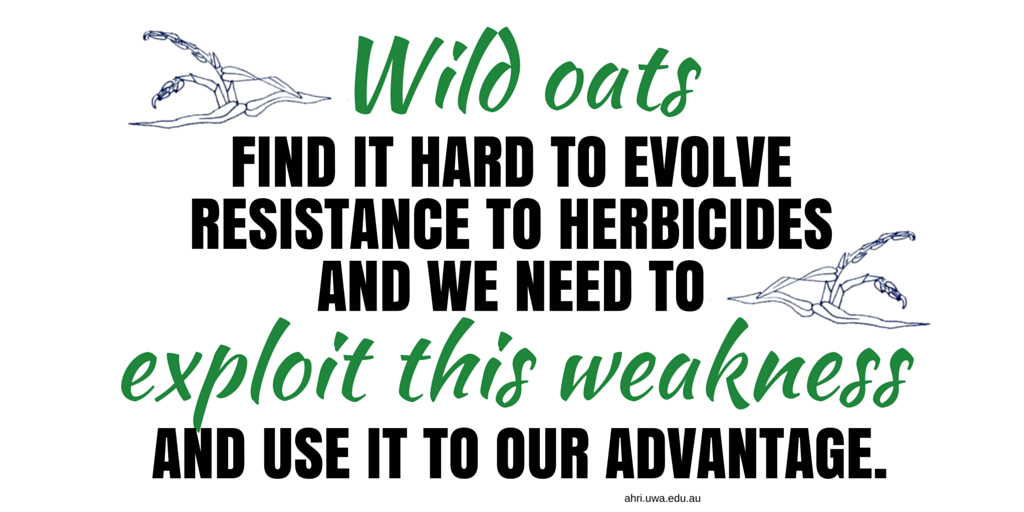 AHRI_Team's tweet image. [NEW AHRI INSIGHT] Wild oat resistance takes effort buff.ly/29ZwqUg #agchatoz