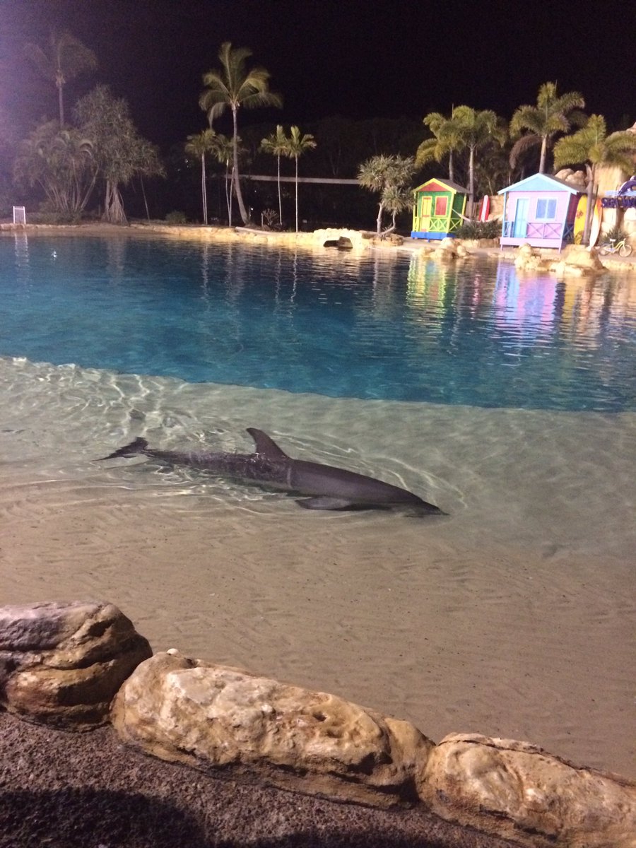 Dickman0999's tweet photo. Dolphin pockets for dinner #beingthebest https://t.co/owPz5TejZE