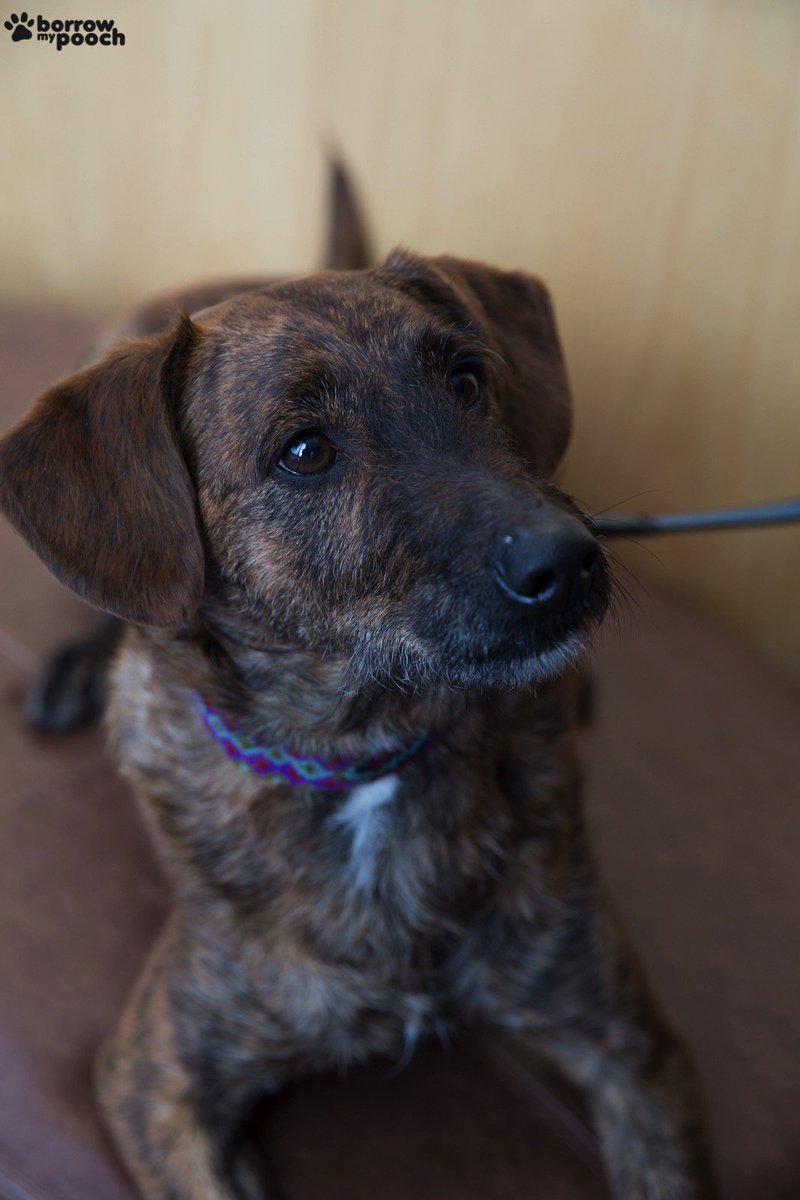 Adorable Bator is from St Peters, NSW.  Looking cute buddy! ow.ly/lWzu3025F2D