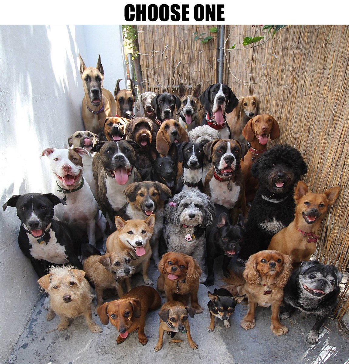 2mvco's tweet photo. Which dawg would you pick?
#dogs #iwantallofthem https://t.co/yC0j55vs8i