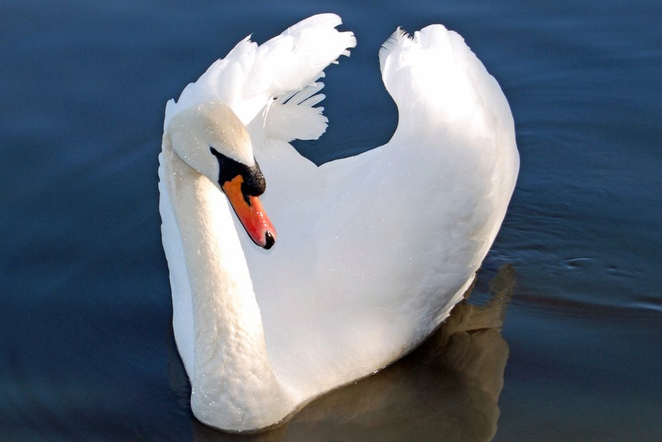 KingsleyBeat's tweet photo. Here's a song I'll be singing on Thursday. 'Feed the Swan': https://t.co/a3nuiLnc6v #100Club #KarPets #RMC #DeepSix https://t.co/bWJXE5FOov