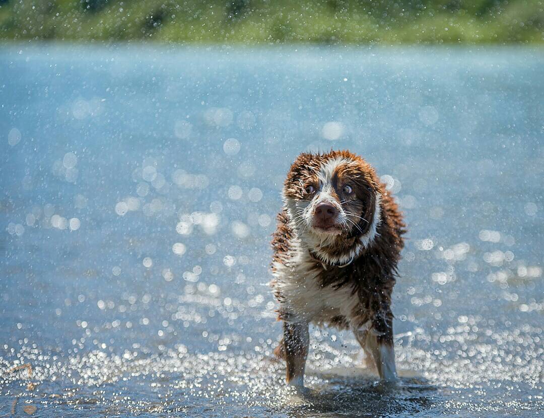 calgarydoglover's tweet photo. How I feel when I realize the #weekend is over.  Good thing I #LOVE MY JOB #monday #yycdoglovers  #mondaymotivation https://t.co/ghgeWyr2ZZ