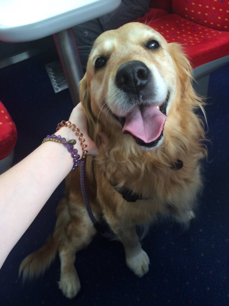 dog_rates's tweet photo. She walks herself up and down the train to be petted by all the passengers. 13/10 I can't handle this https://t.co/gwKCspY8N2