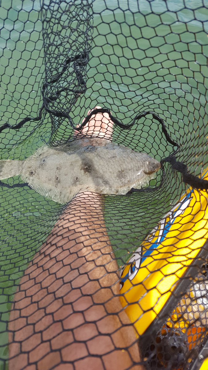 jb_bowden's tweet photo. Christened my new ride today ! 4 fluke from Bellport Bay, Long Island #hobie #revolution16 #summerflounder #shimano https://t.co/VNGEt76mdj