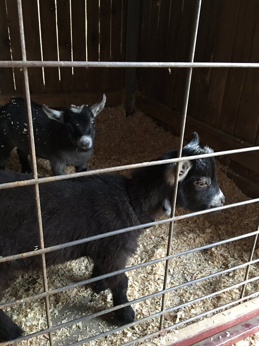 savannaahhmm's tweet photo. Normally not a fan of goats, but this little guy is an exception #futureshowman https://t.co/YFKjFfKrtk
