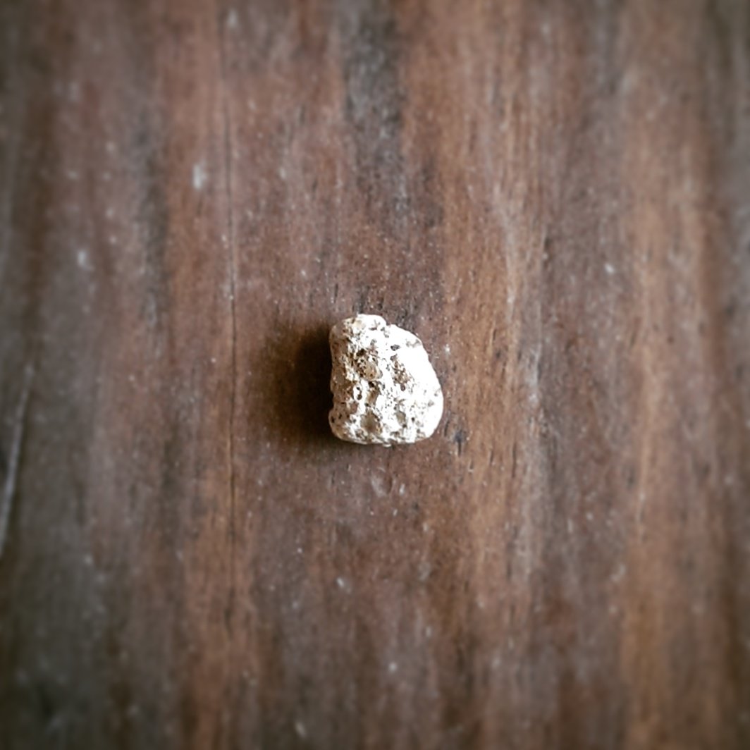 Presso's tweet photo. Intercepted this naughty little blighter in my roasted beans. Concrete and stones are kryptonite for grinders. https://t.co/Plt5T9QIGP