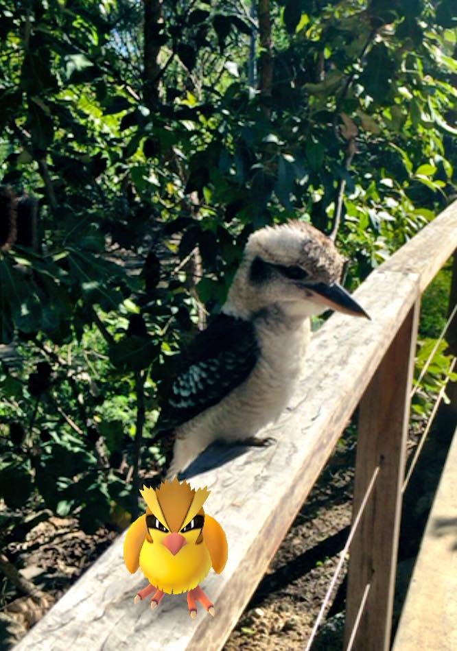 Straddie Hotel tweet media