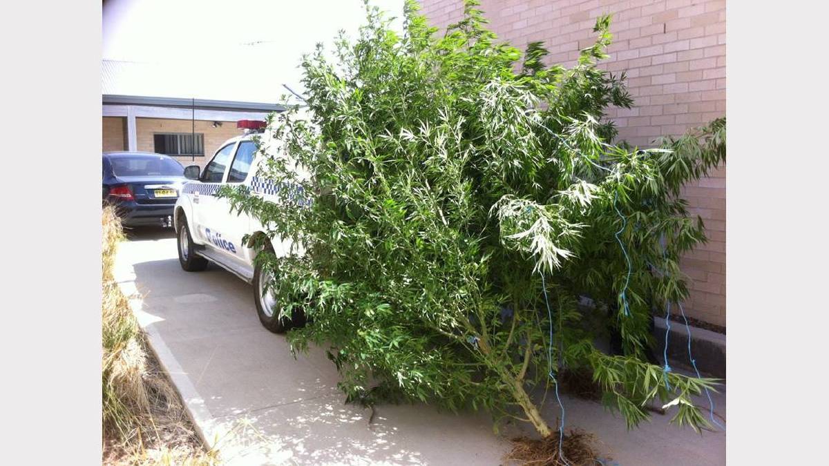 Don't do this call us, let our professionals dispose of your Cannabis and Hemp in a profesional manner on site. #IHR