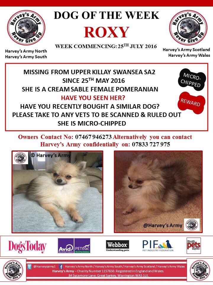 missingpets505's tweet photo. Please RT #GetRoxyHome #Pomeranian #MissingDog #Stolen 25/05/16 #UpperKillay #Swansea #StopPetTheft #ScanMe https://t.co/c882eK9hZ6
