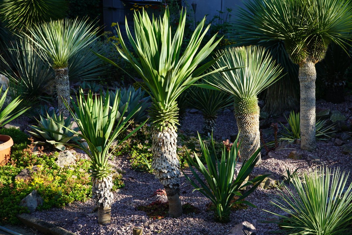 ExoplantForum's tweet photo. #Yucca Gloriosa

https://t.co/qyJM8jPuvh https://t.co/lpwG7Aty57