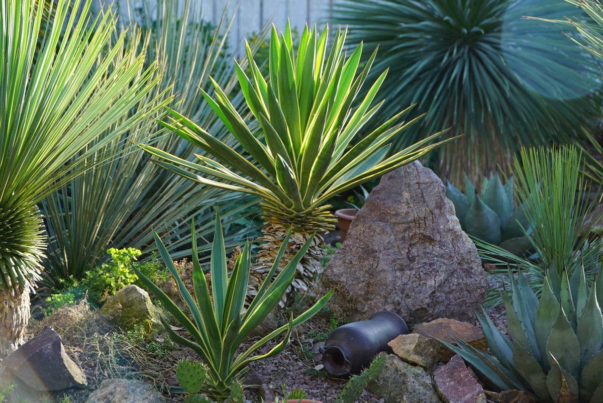 ExoplantForum's tweet photo. #Yucca Gloriosa

https://t.co/qyJM8jPuvh https://t.co/lpwG7Aty57