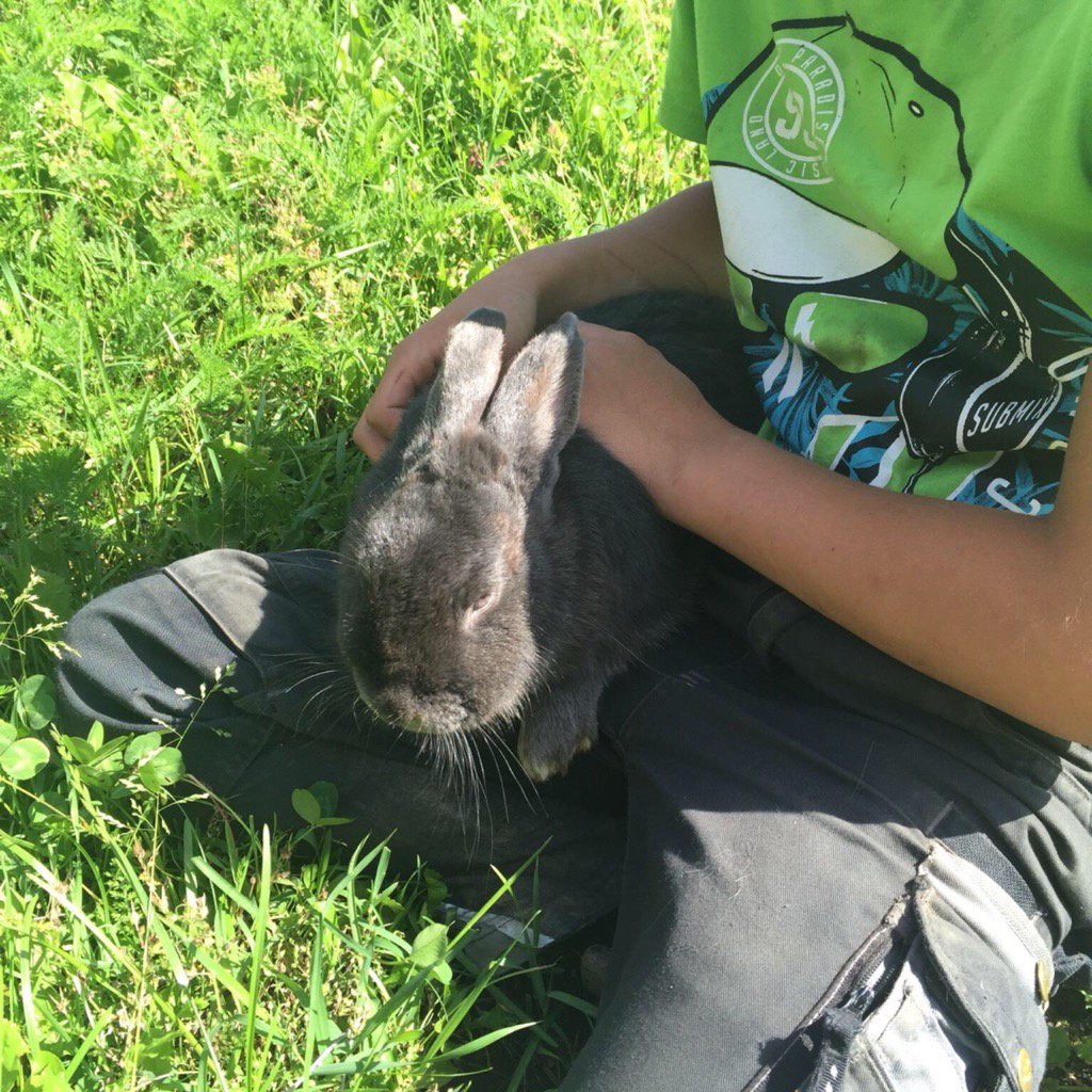 Lampeterhof's tweet photo. Hilfe ‼️ Der 🐰🐰🐰Stall wird zu klein!@Shpock #Flohmarkt App: https://t.co/AbIJeZhDnB https://t.co/tZFkTIGs64