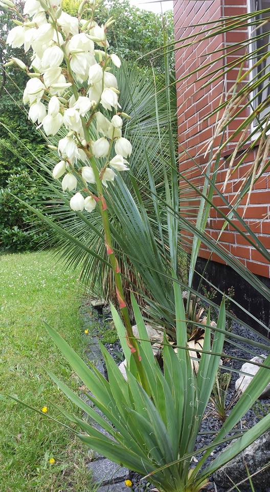 ExoplantForum's tweet photo. #Yucca Blüten

https://t.co/guqFGOLvA0 https://t.co/WFpPve6oY8
