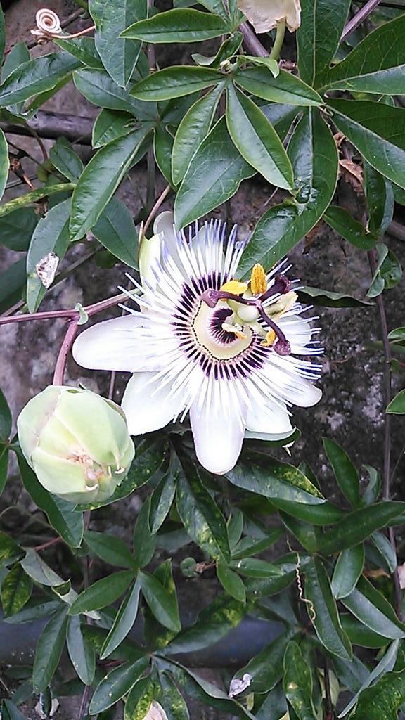 のらり 友達の家で なんかキモい花が咲いた って言われたから見たらトケイソウだった 見ようによっては気持ち悪い のかな 本当に文字盤に見えてくる不思議な花だな T Co S5vqtu2nxh Twitter のらり 友達の家で なんかキモい花が咲いた って言われたから見たらトケイソウだった 見ようによっては気持ち悪い のかな 本当に文字盤に見えてくる不思議な花だな T Co S5vqtu2nxh Twitter