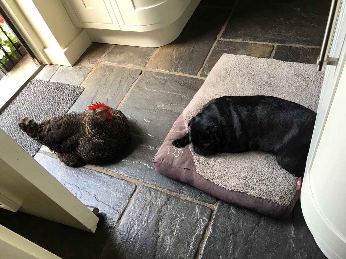 TinaMirley's tweet photo. Chick n Pug https://t.co/mtlTfMOW1e