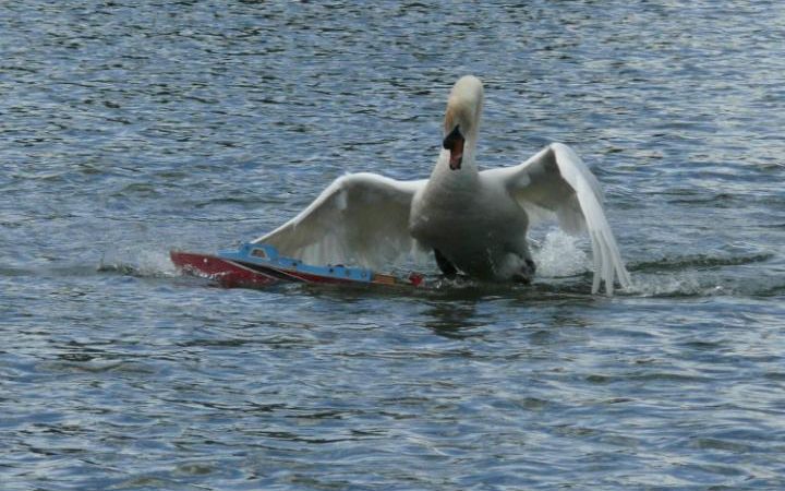 absoluteradio's tweet photo. And #HitlersToilet has also returned...
https://t.co/yIKrC29TpY
#SwanNews @OC #OC https://t.co/et77kX2wyY
